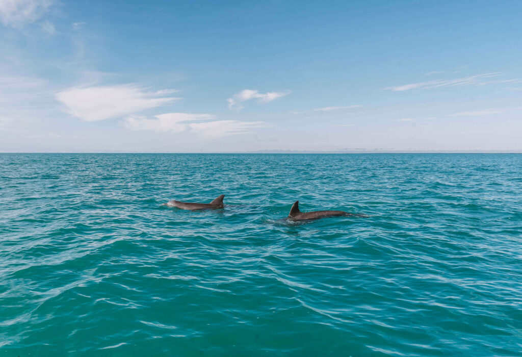 Delfine schwimmen im türkisblauen Wasser vor den Stränden des Sian Ka'an Nationalparks auf Yucatan.