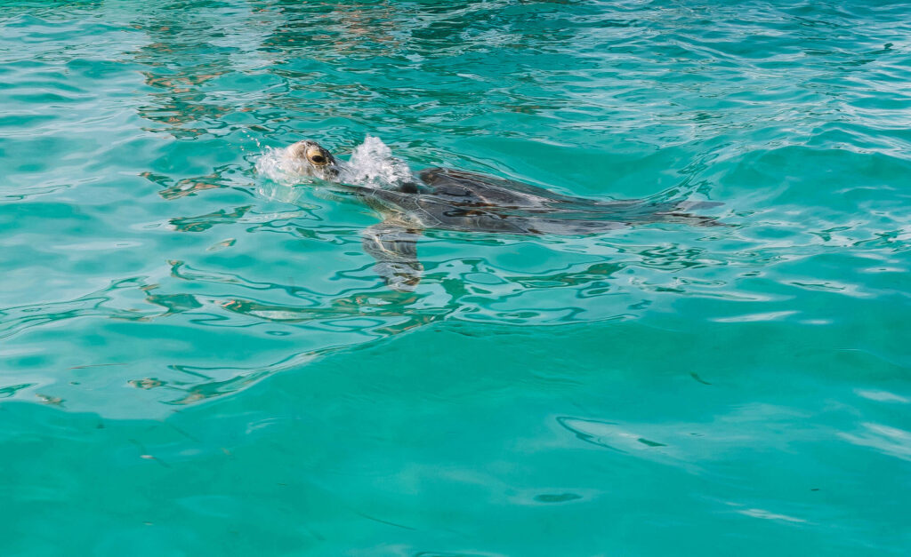 Eine Schildkröte schwimmt am Riff von Sian Kaan auf Yucatan.