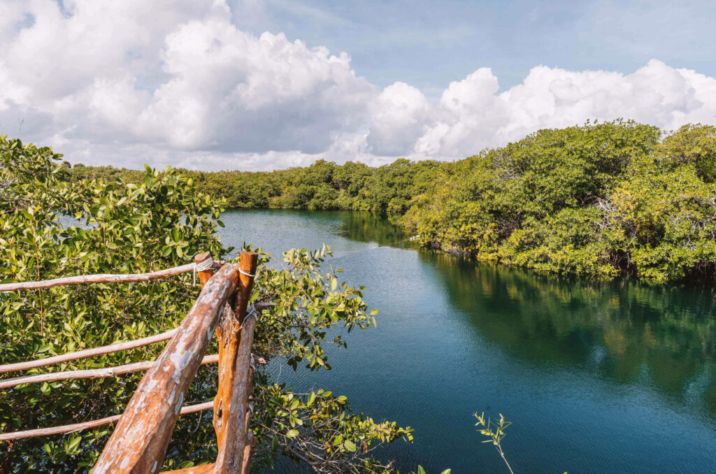 Das tiefblaue Wasser der Cenote Encantado lädt zum Schwimmen zwischen Bäumen ein.