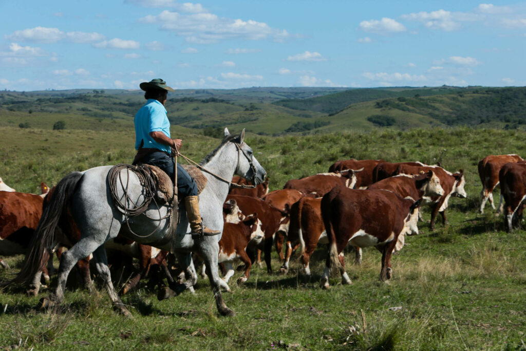 Die Tradion der Gauchos wird durch den Reiter mit seiner Rinderherde weitergeführt.