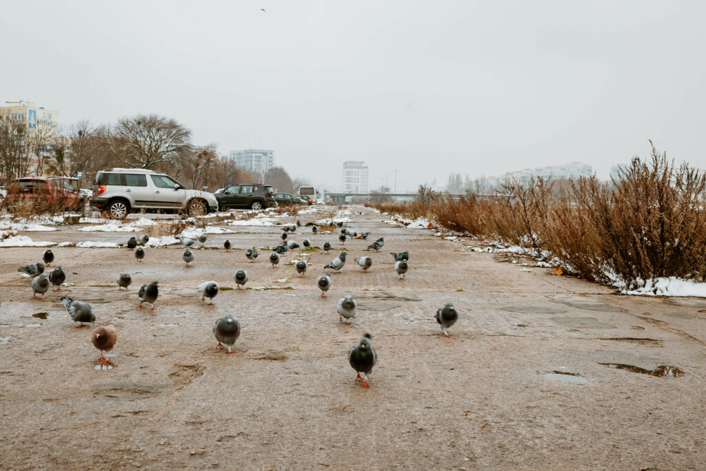 Viele Tauben laufen entlang der alten Landebahn in Zaspa, Danzig, Hochhäuser erstrecken sich im Hintergrund.
