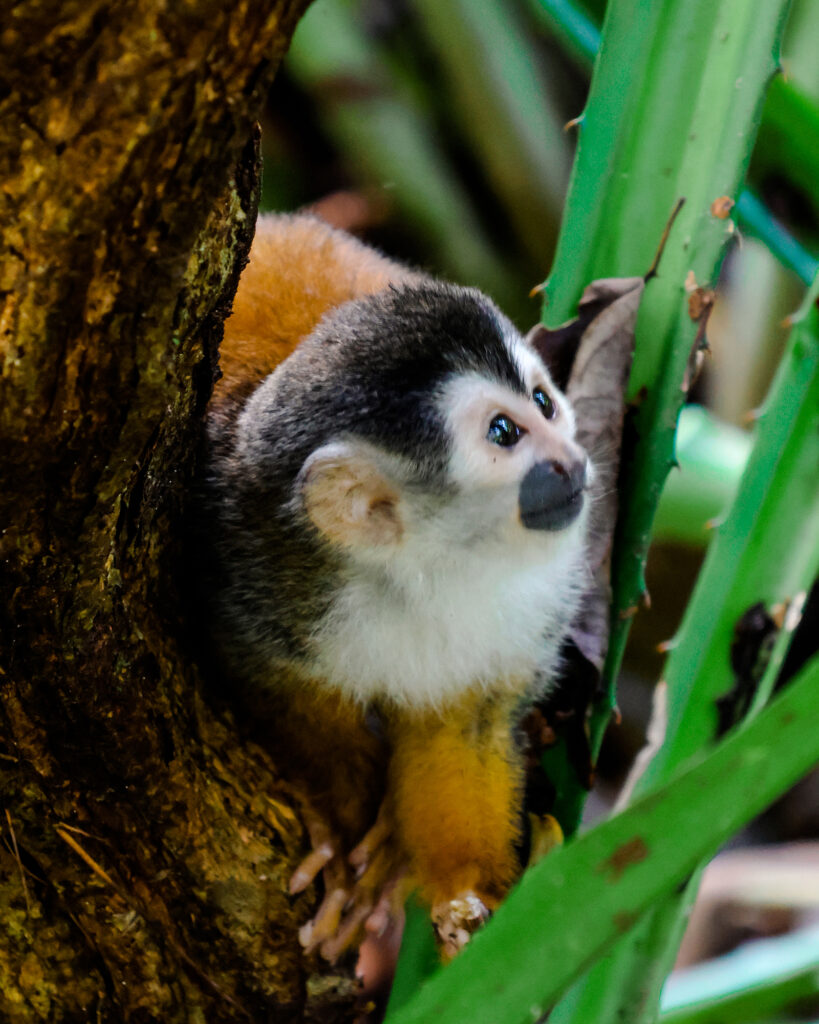A squirrel monkey in a tree in Corovado National Park.