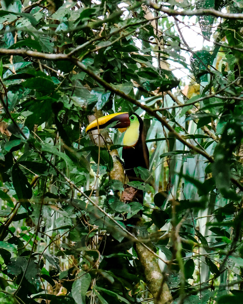 A toucan hides in the green trees in Corovado National Park in Costa Rica.