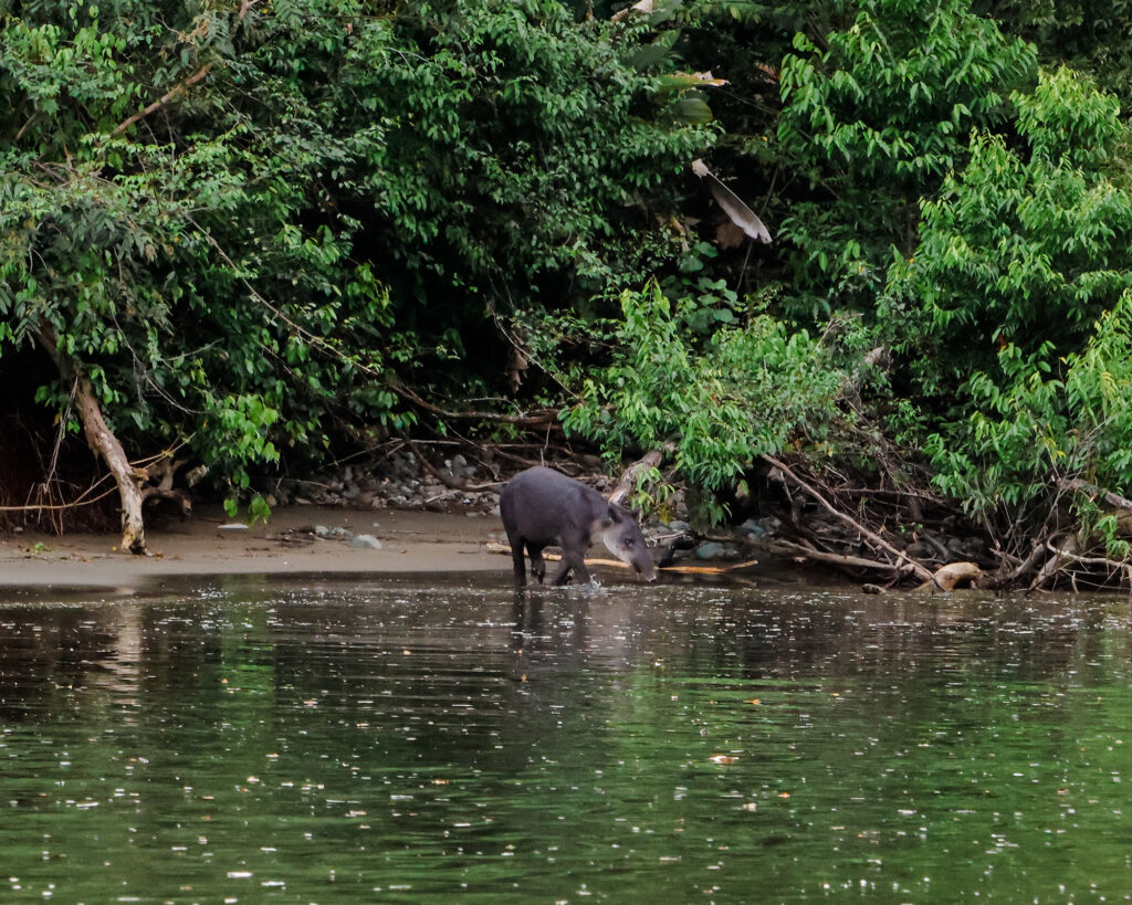 Ein Tapir auf dem Weg ins Wasser im Corovado Nationalpark in Costa Rica.