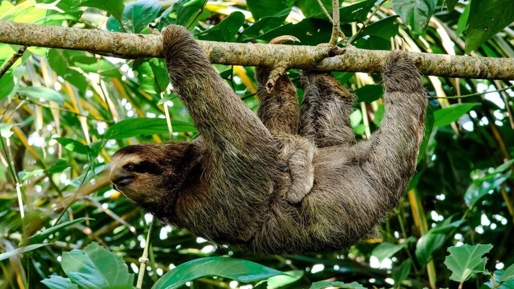 A sloth with a baby hangs from a branch in Cahuita National Park, Costa Rica.
