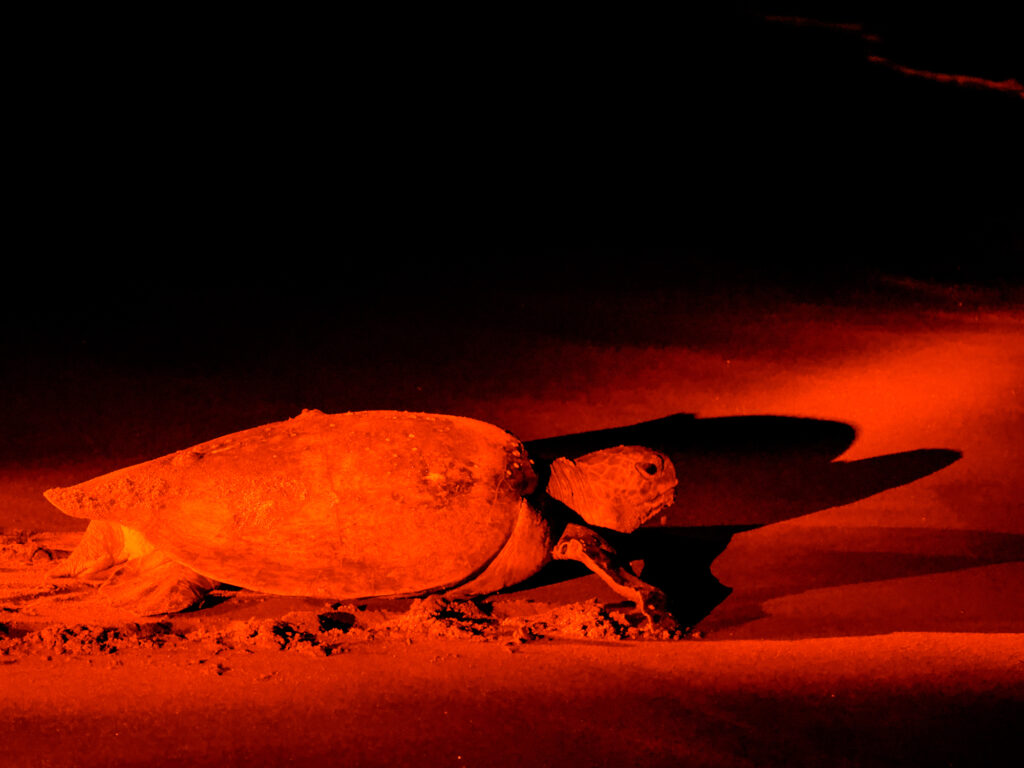 Eine Schildkröte am Strand in der Nacht in Tamarindo.