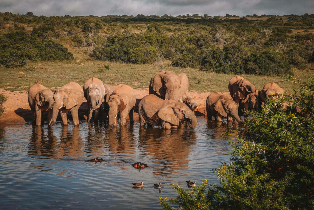 Eine Elefantenfamilie steht an einem Wasserloch der Hlosi Game Lodge in Südafrika.