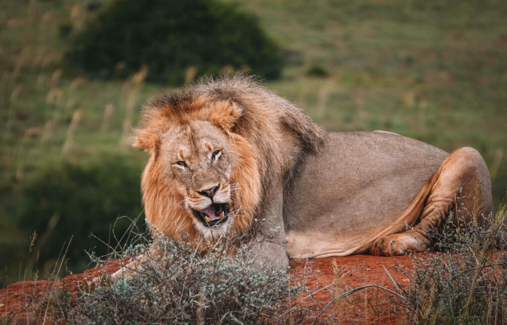 Ein Löwe liegt am Boden im Amakhala Game Reserve in Südafrika mit leicht geöffnetem Mund und schaut Richtung Kamera.