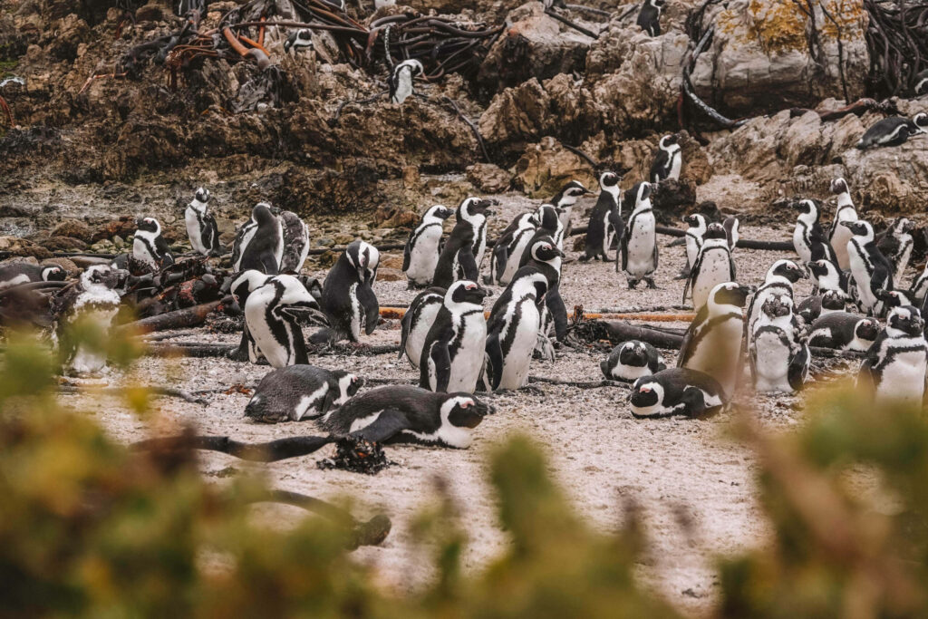 Ganz viele Pinguine am Stand Betty’s Bay in Südafrika.