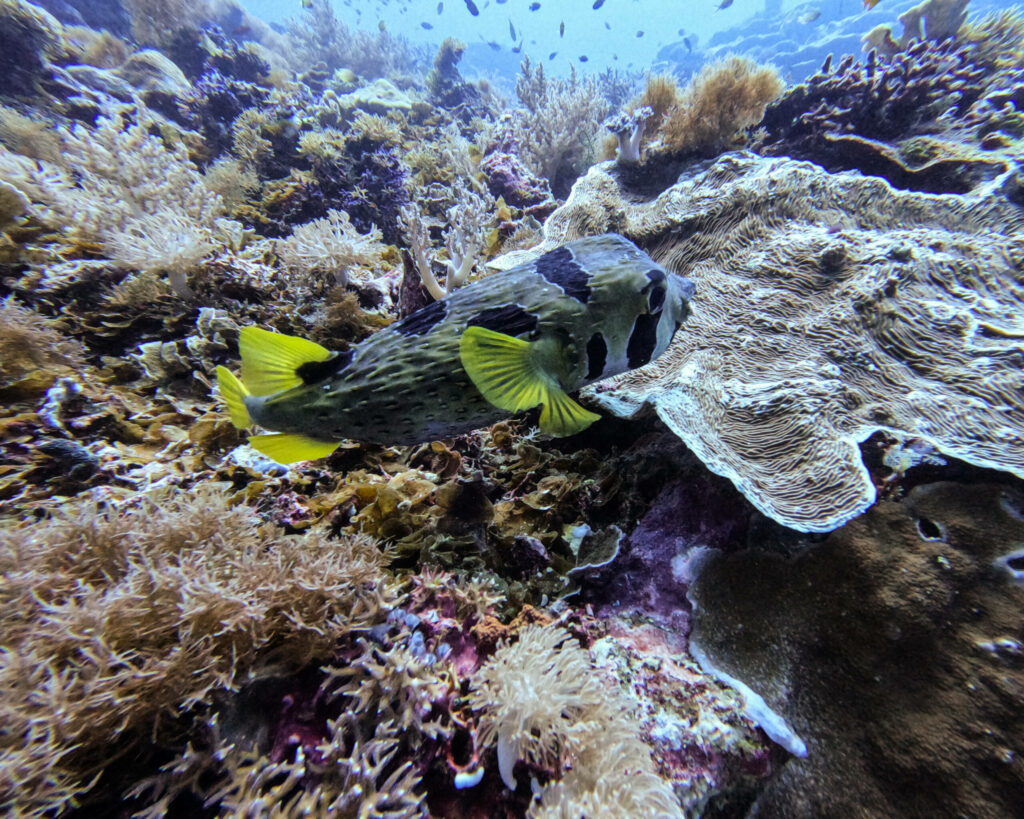 Ein Fisch mit gelben Flossen schwimmt im Vordergrund eines Korallenriffs im Meer bei Raja Ampat.