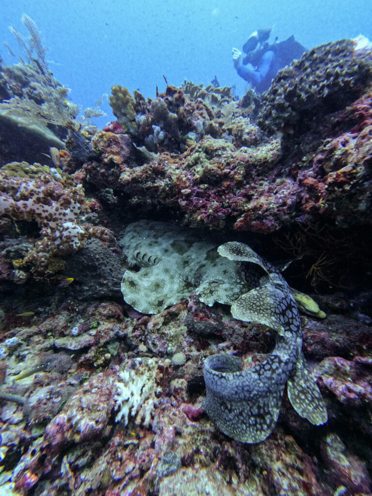 Ein Wobbegong, Hai, versteckt sich in einem Riff im Meer bei Raja Ampat.