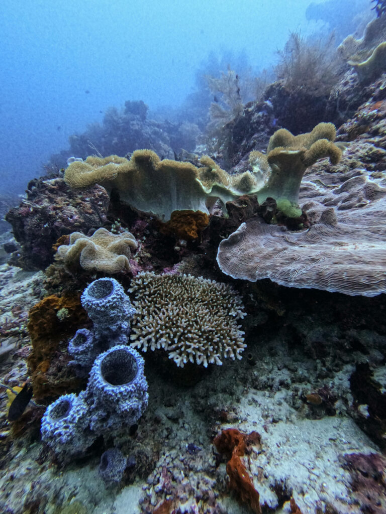 Ein buntes Riff im Meer von Raja Ampat.