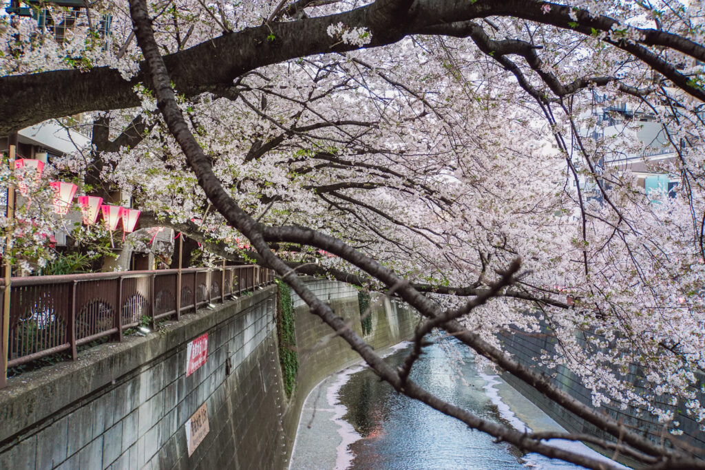 Ein blühender Kirschbaum ragt über den Meguro River in Tokio.