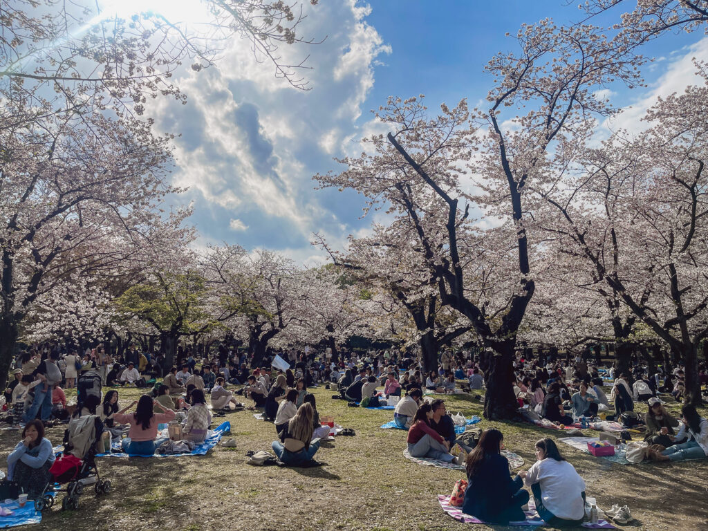 Menschen sitzen unter den blühenden Kirschbäumen im Yoyogi Park in Tokio.