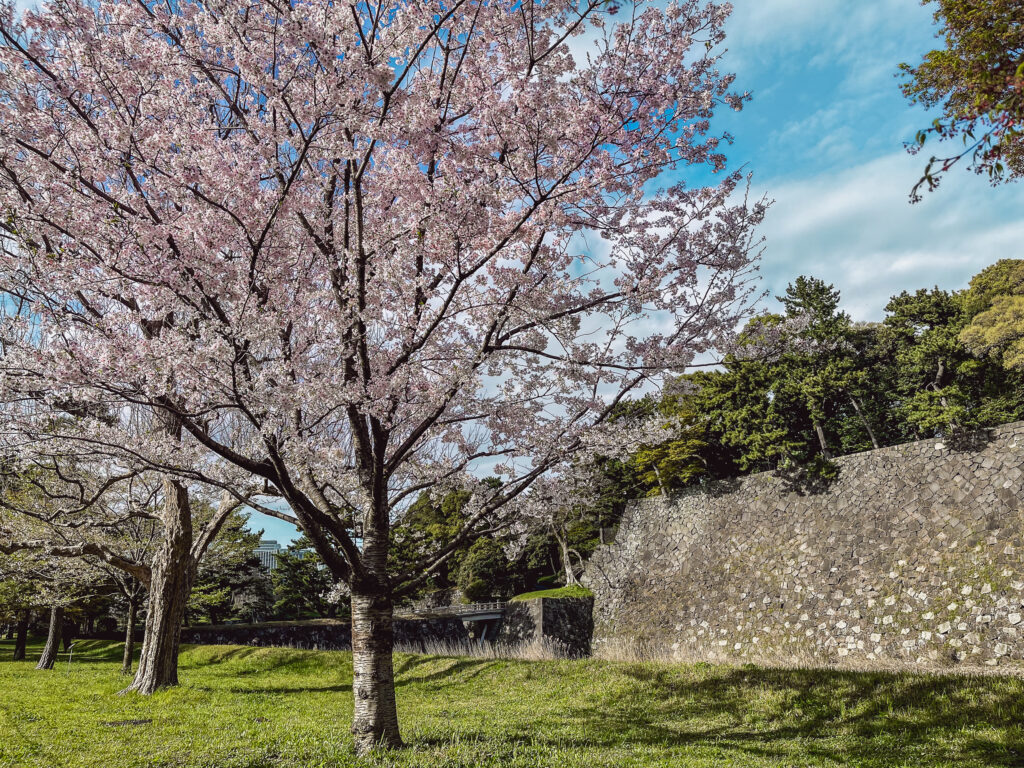 Rosa blühende Kirschbäume an den Mauern des Kaiserpalasts in Tokio.