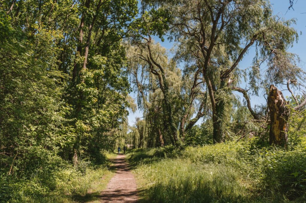 Ein Weg durch verschiedene grüne Pflanzen und große Bäume im Naturpark Kis Balaton in Ungarn.