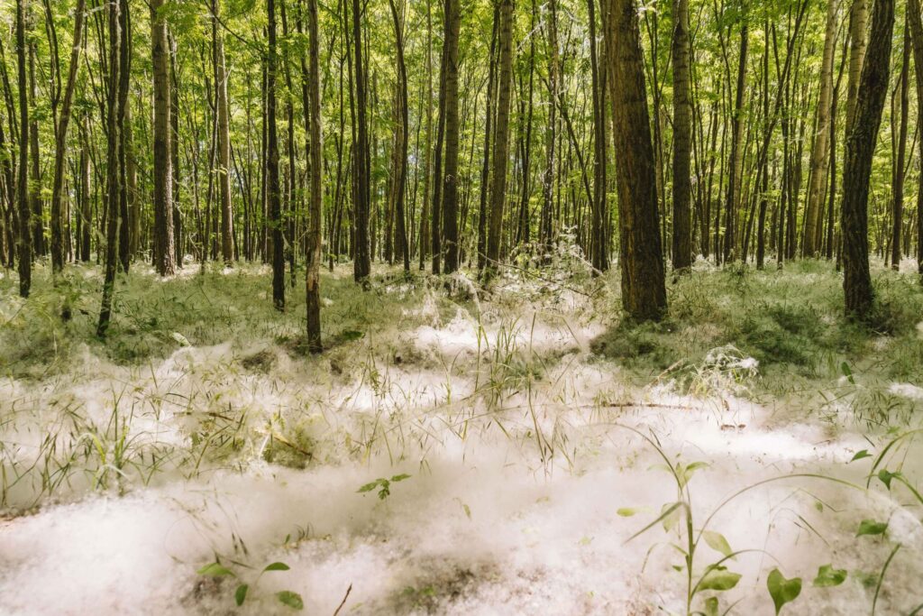 Die Blütenpollen der Pappeln bilden eine Art Schnee im Wald in Puszta in Ungarn.