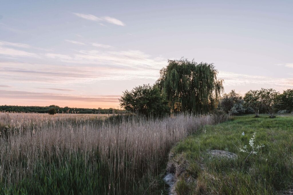Die grüne Landschaft von Puszta im Abendrot in Ungarn.