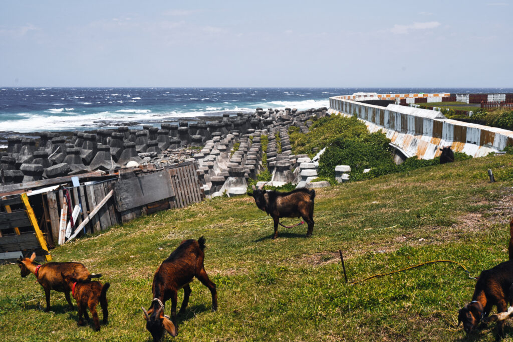 Ziegen stehen auf einer Wiese an der Küste auf der Green Island.