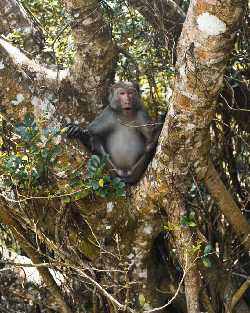 Eine Affe sitzt zwischen den Ästen im Kenting Nationalpark in Taiwan.