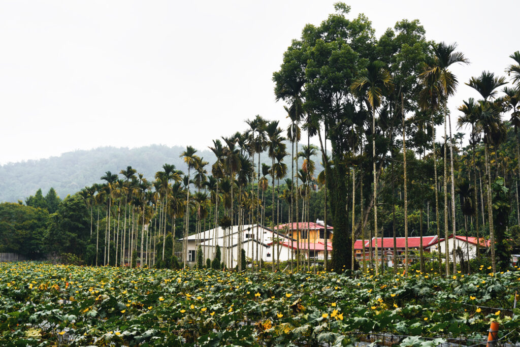 Viele Plamen und grüne Pflanzen bilden die Landschaft um den Sun Moon Lake in Taiwan.