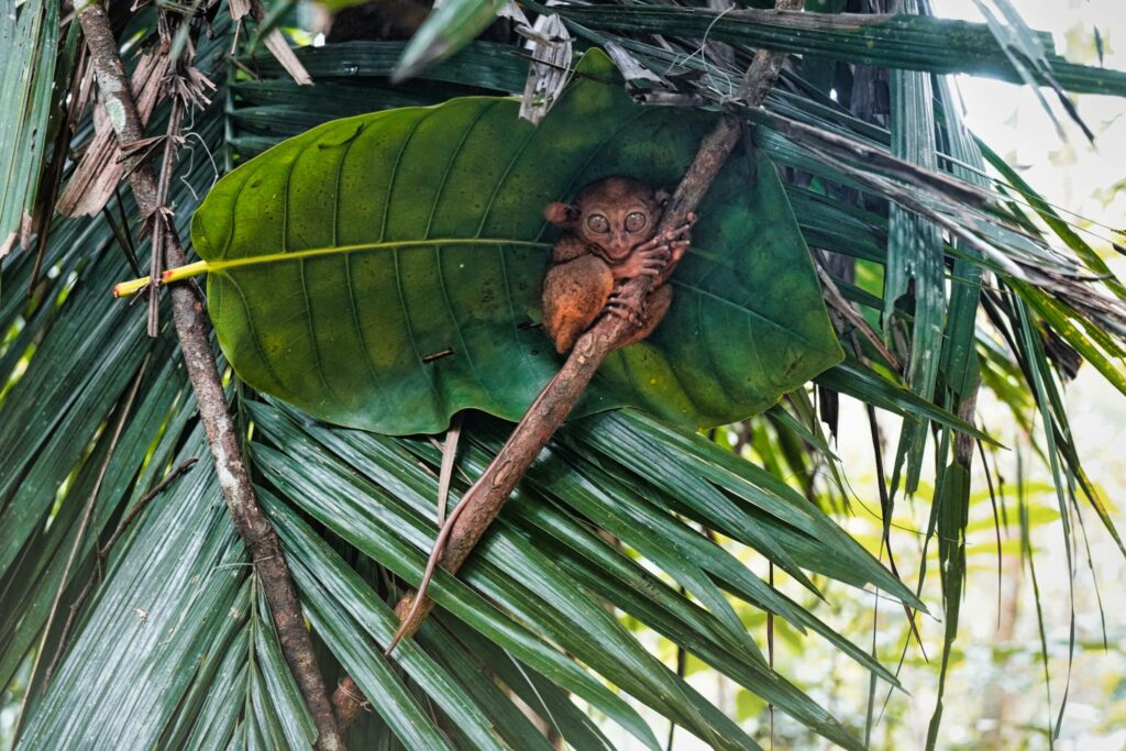 Ein Koboldmakis versteckt sich zwischen Blättern auf einem Ast auf Bohol.