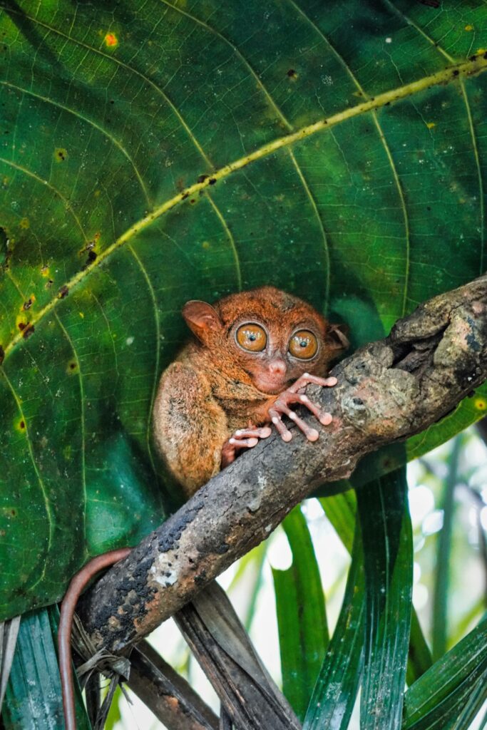 Ein Koboldmakis sitzt auf einem Ast in Bohol.