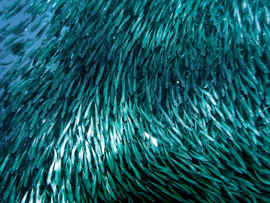 Ein Schwarm aus tausenden Sardinen in Meer.