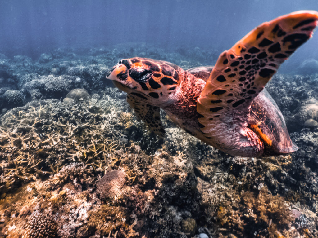 Eine Schildkröte schwimmt oberhalb eines Riffs im klaren Meer.