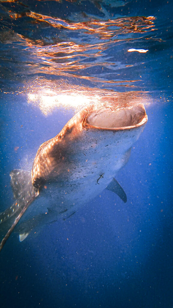 Ein Walhai kommt aus den Tiefen des Meeres. Mit geöffnetem Mund ist er auf der Suche nach Nahrung,