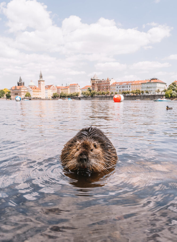 Ein Nutria schwimmt in der Moldau in Prag.