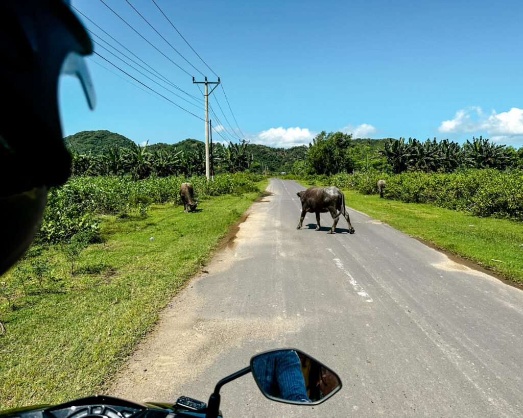 Auf Lomboks Straßen begegnet man immer wieder Rindern, die den Weg passieren.
