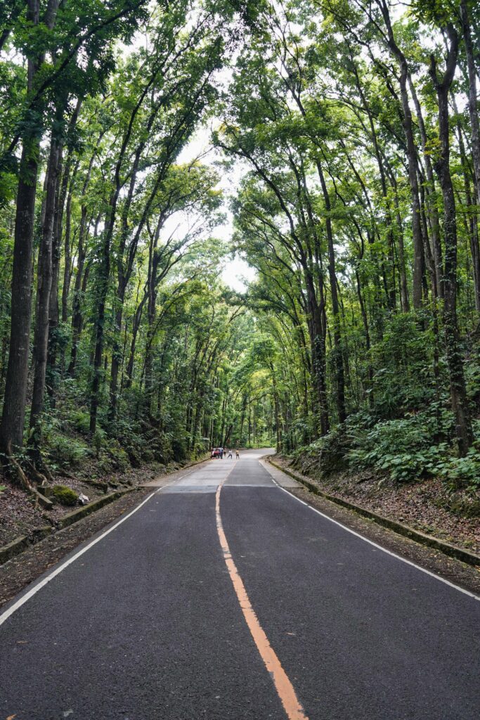 Eine baumgesäumte Straße zieht sich durch den Man-Made Forest auf Bohol, Philippinen.