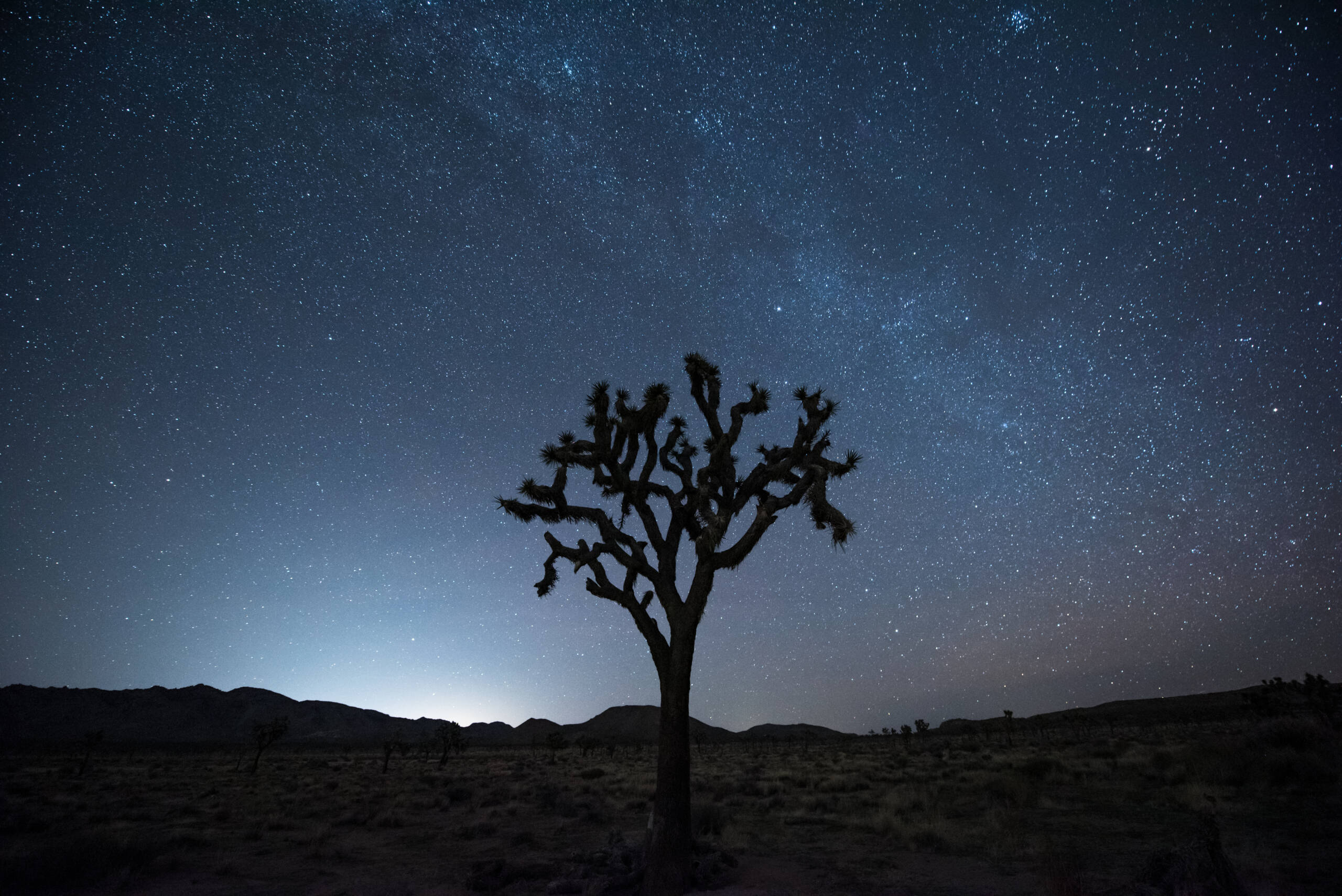 Josuabäume im Joshua Tree Nationalpark in Kalifornien.